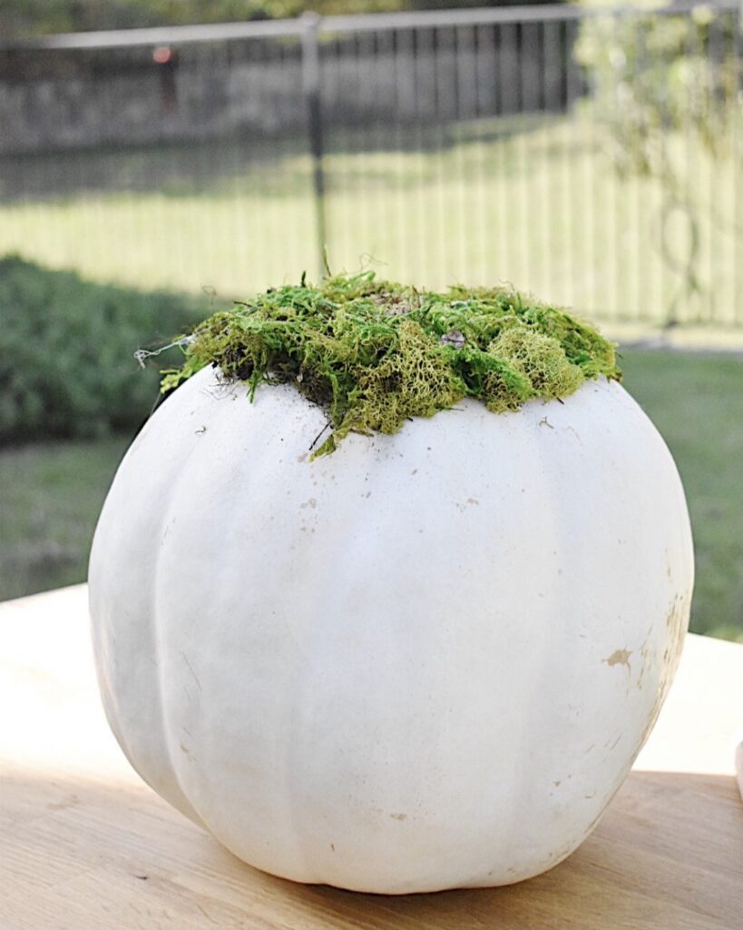 how to make a succlent pumpkin