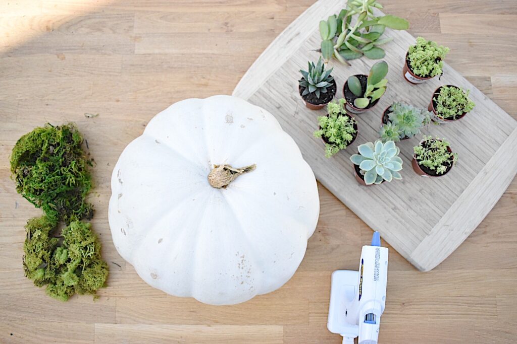 supplies to make a succulent pumpkin