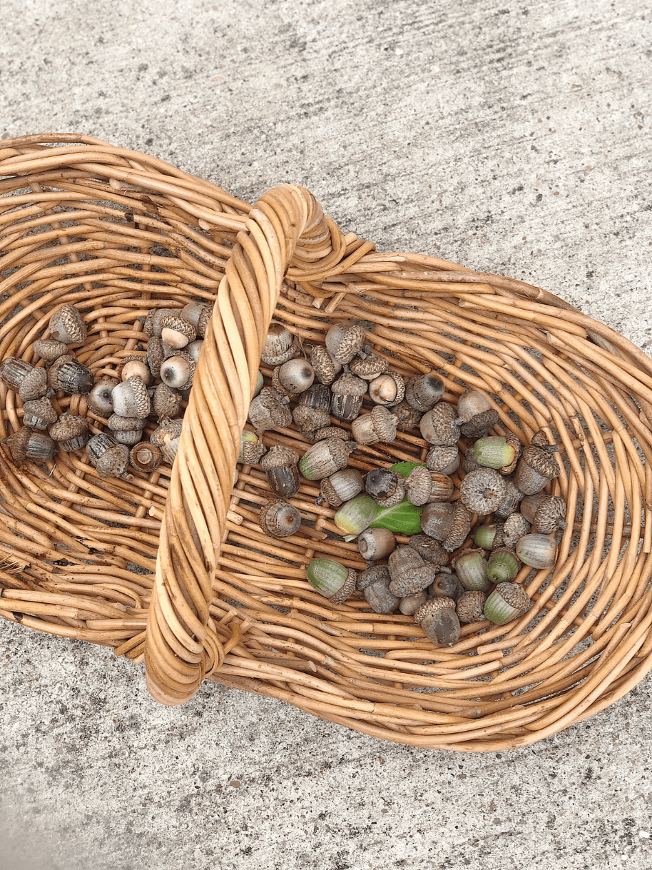 wicker basket with handle filled with acorns