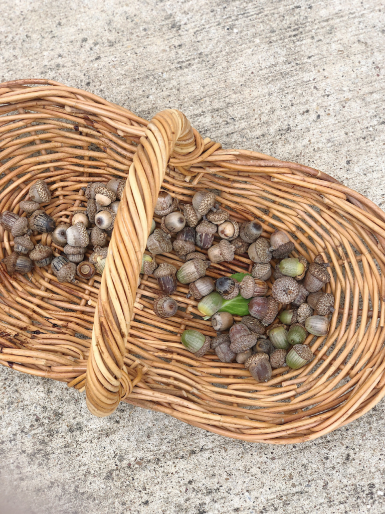 wicker basket of acorns