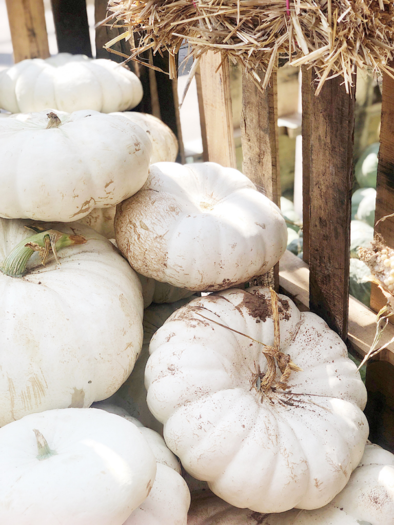 large stack of white heirloom pumpkins