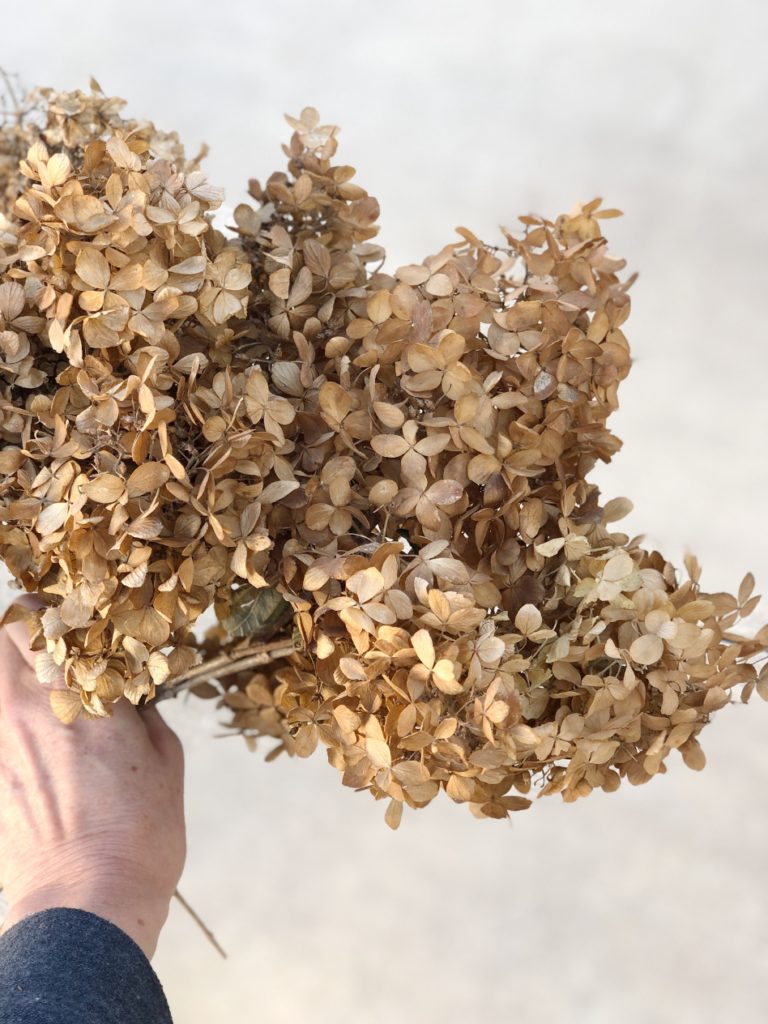 hand holding up a bundle of dead hydrangea blooms