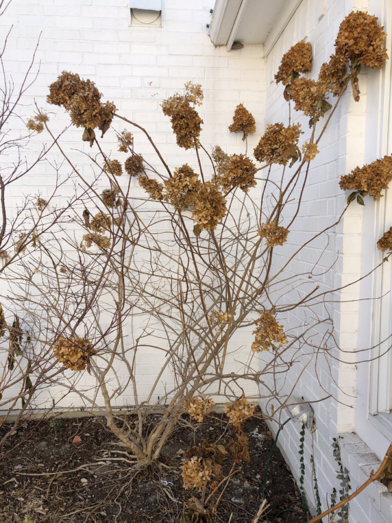 hydrangea bush with dead flower blooms on it