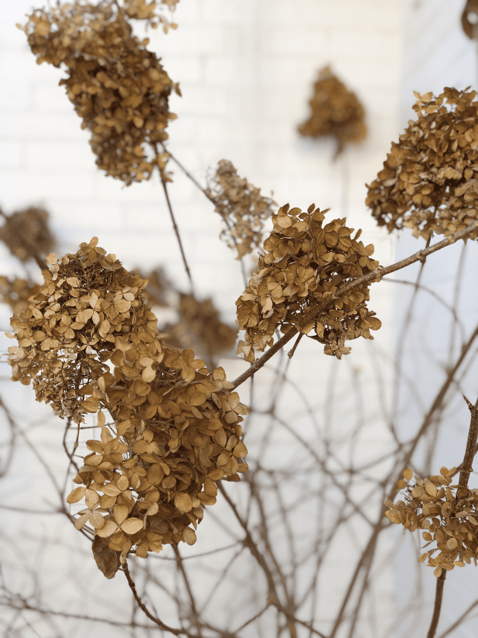 hydrangea bush with dead flower blooms on it
