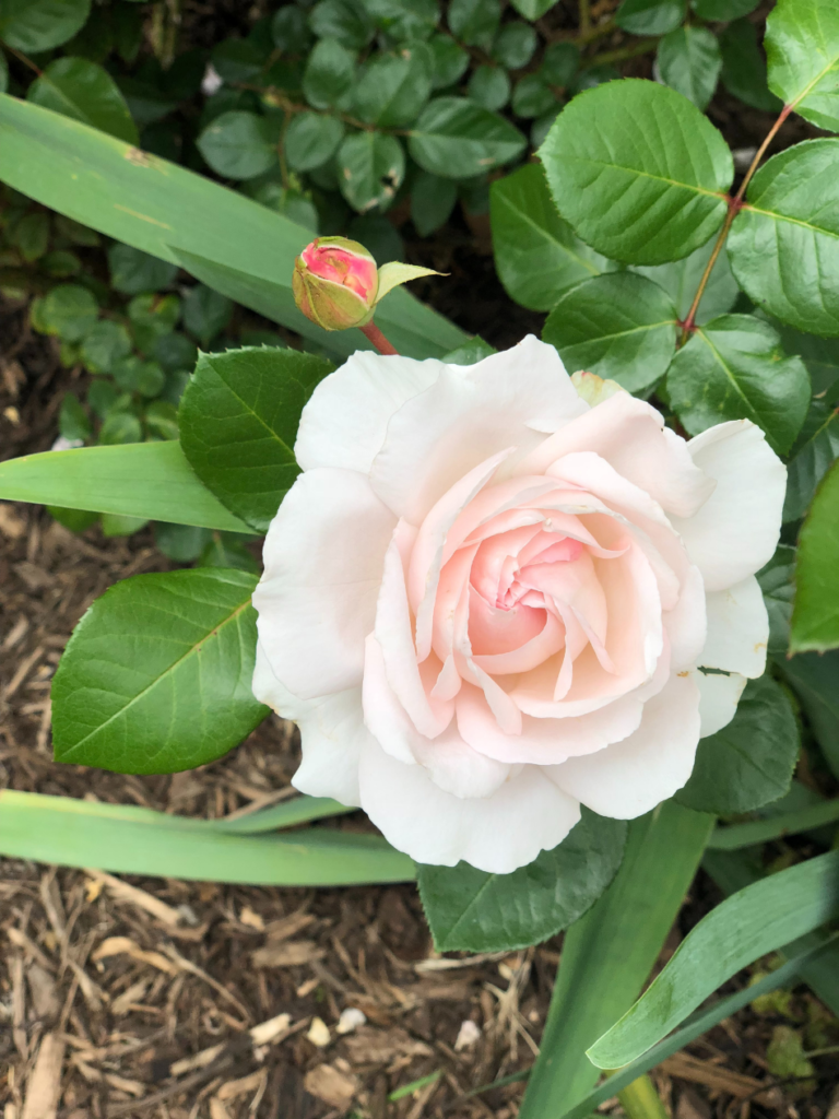 single bloom and 1 bud light pink antique rose