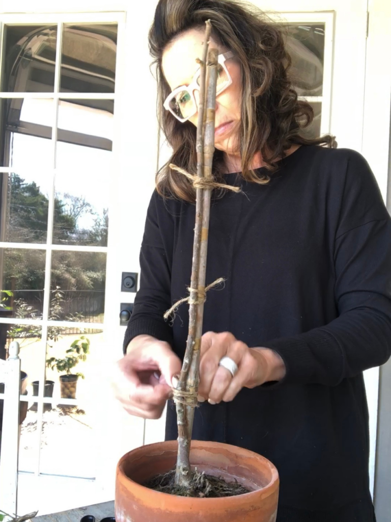 woman showing how to make a topiary out of live boxwood cuttings aged terra cotta pot with real stick inside and boxwood cuttings secured to the stick with floral tape