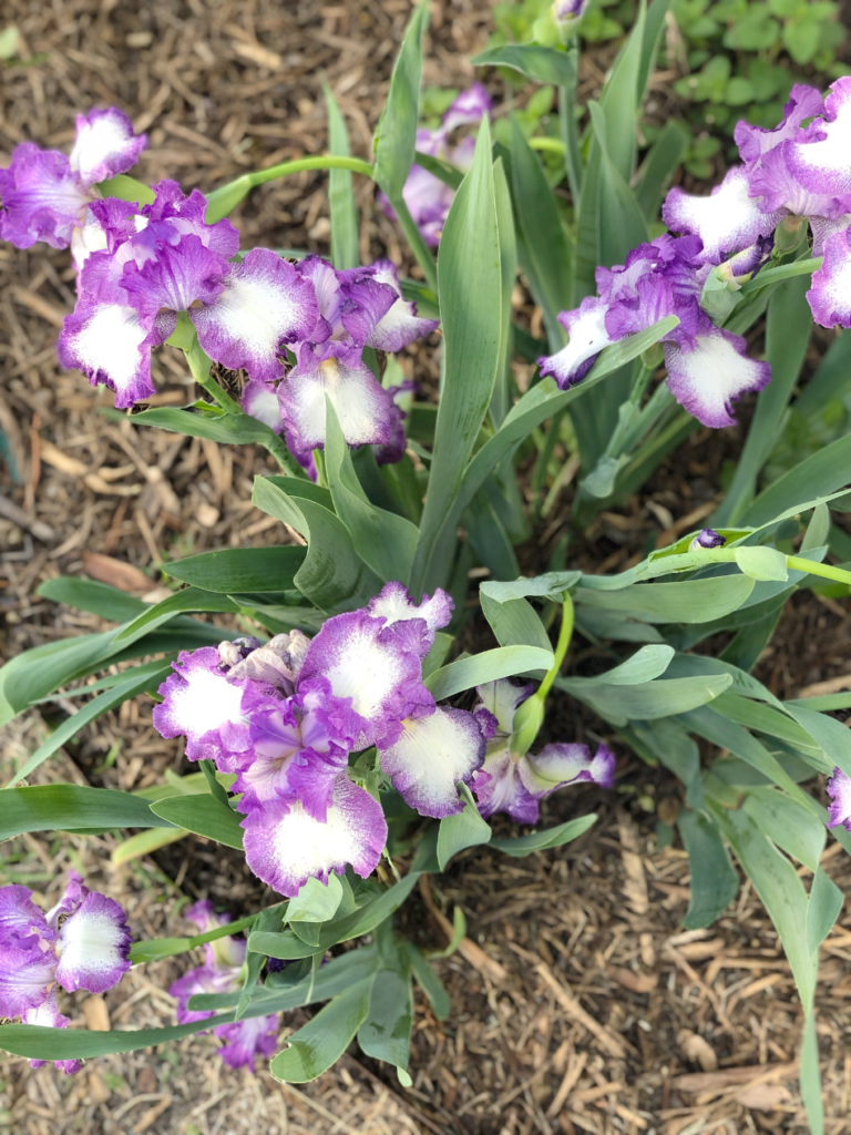 overhead view of group of purple bearded iris in flower bed