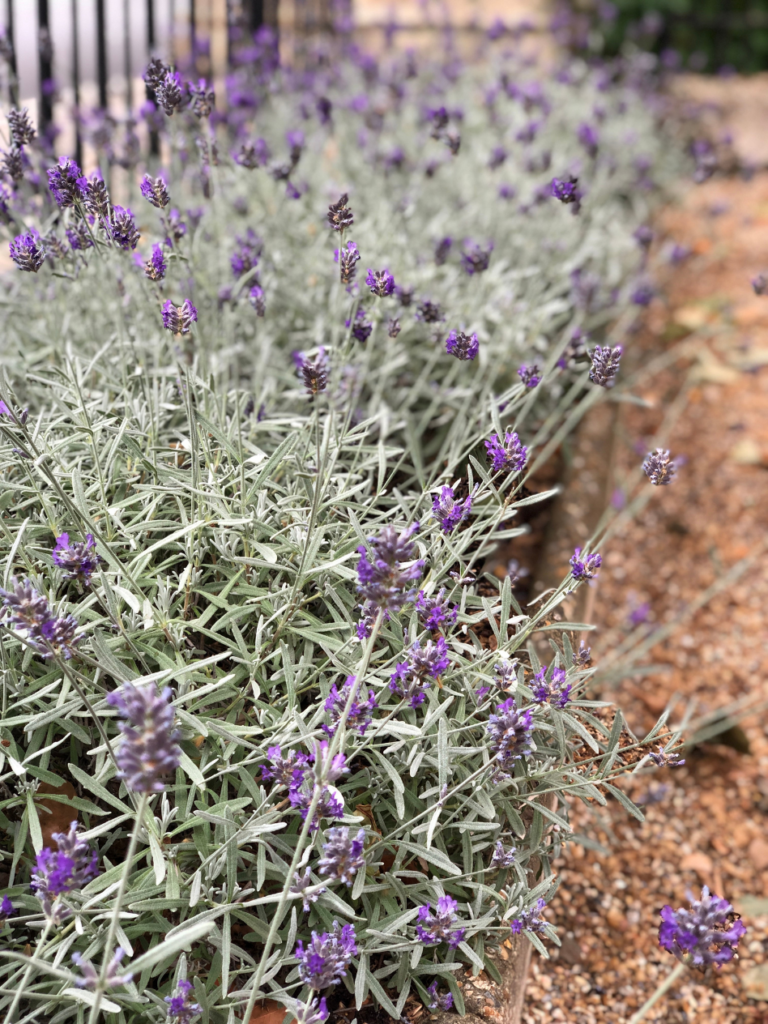 row of french lavender