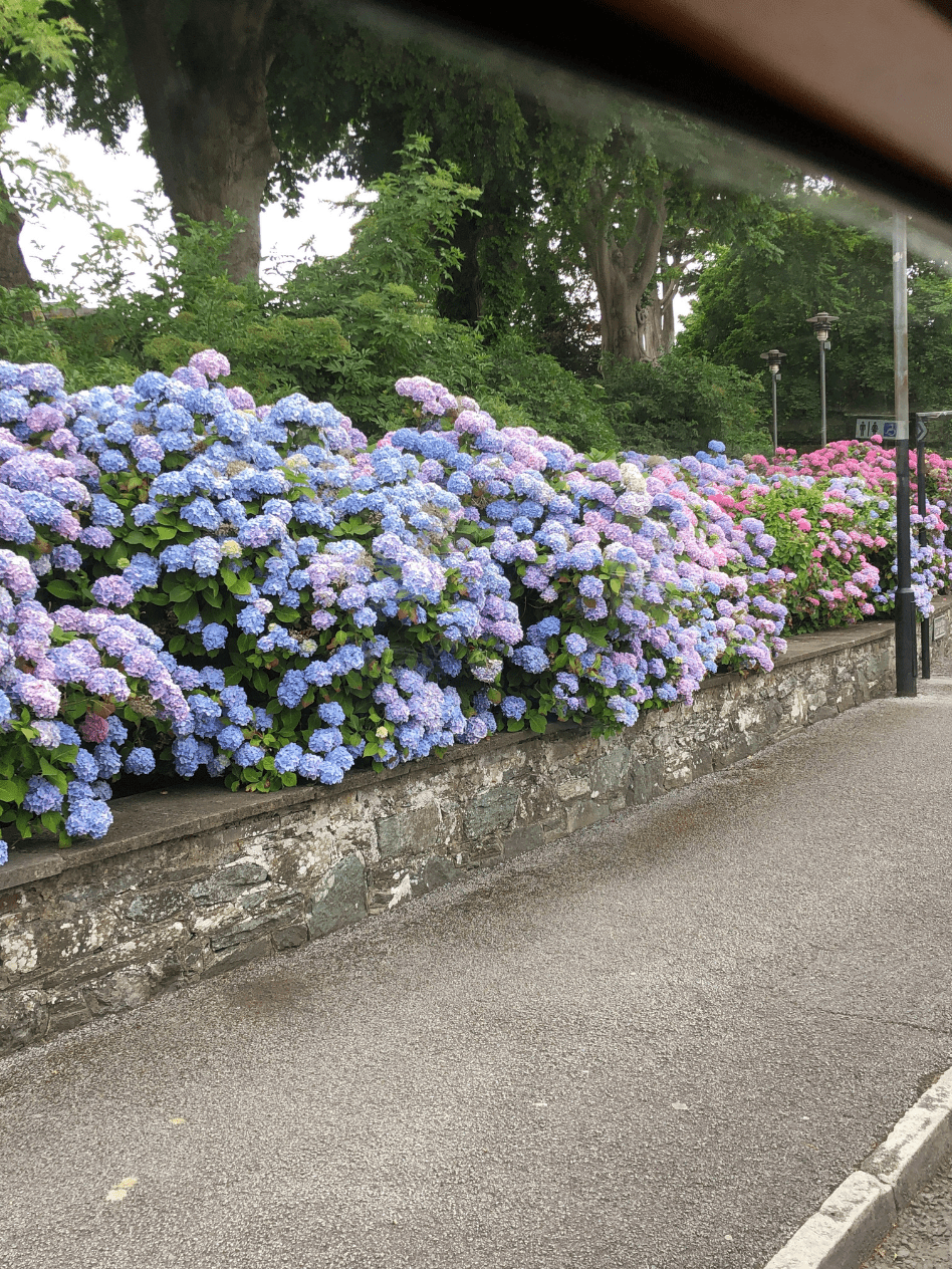 hedgerow of blue and purple hydrangeas