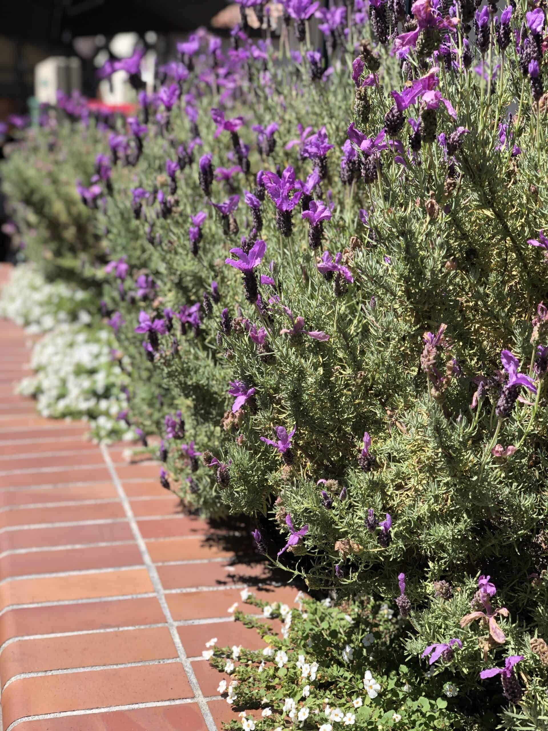 side view of lavender plant in bloom