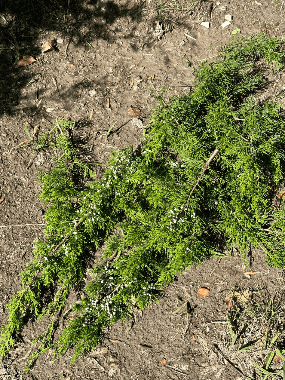 pile of cedar branches on the ground