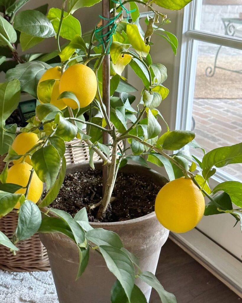 lemon tree in pot