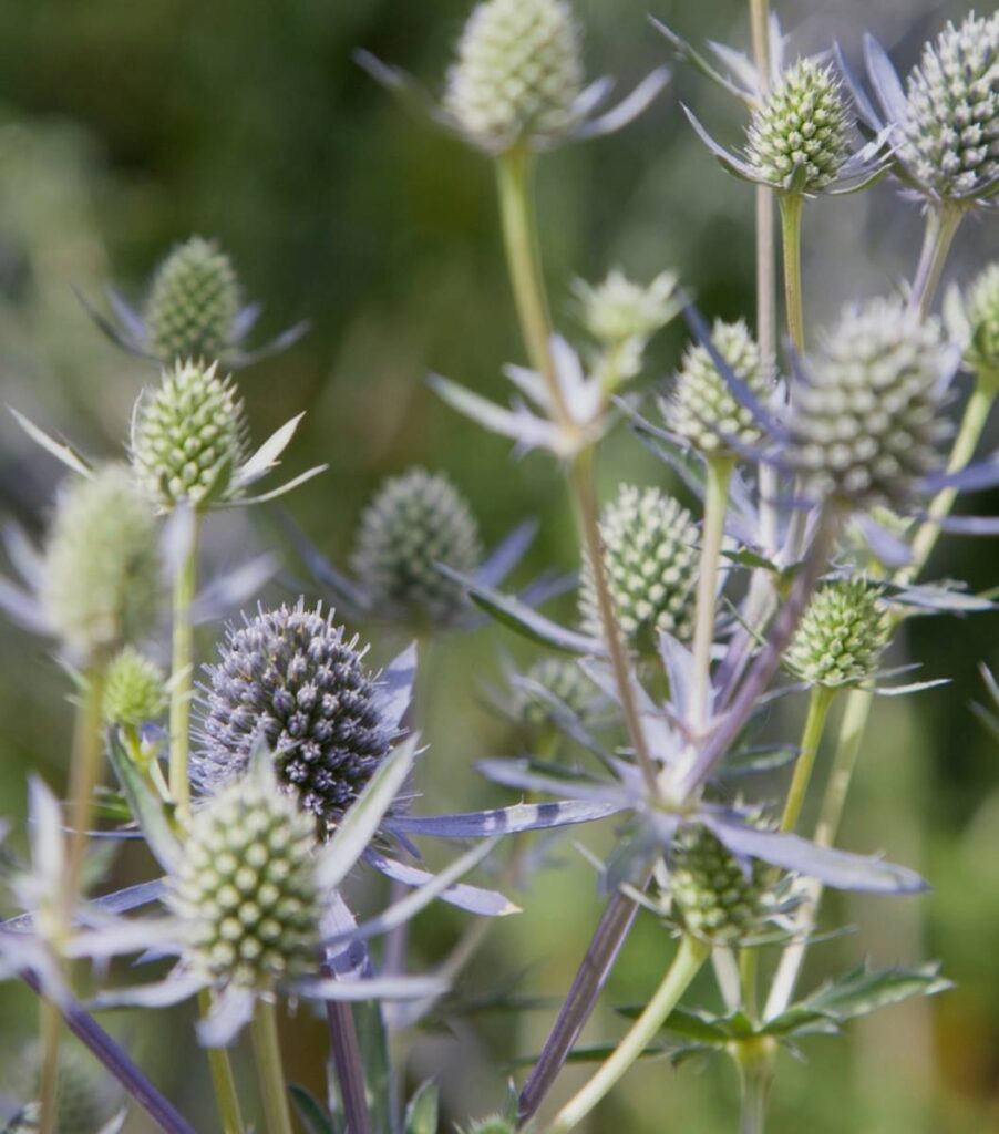 globe thistle blooms