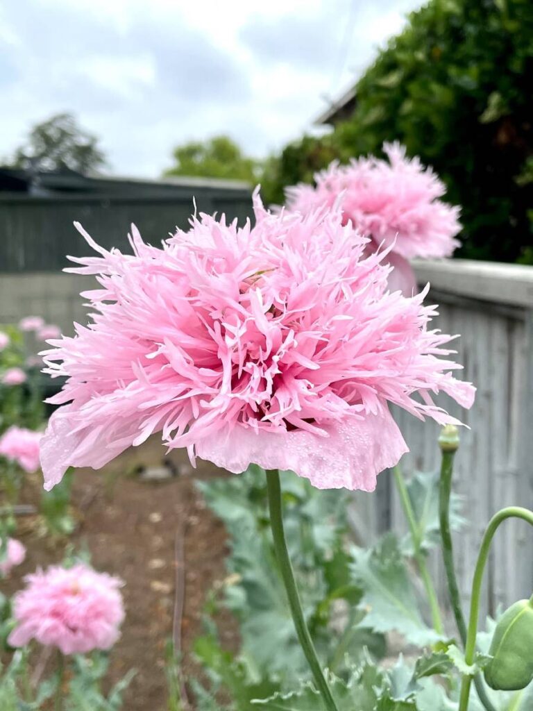 opium poppies pink