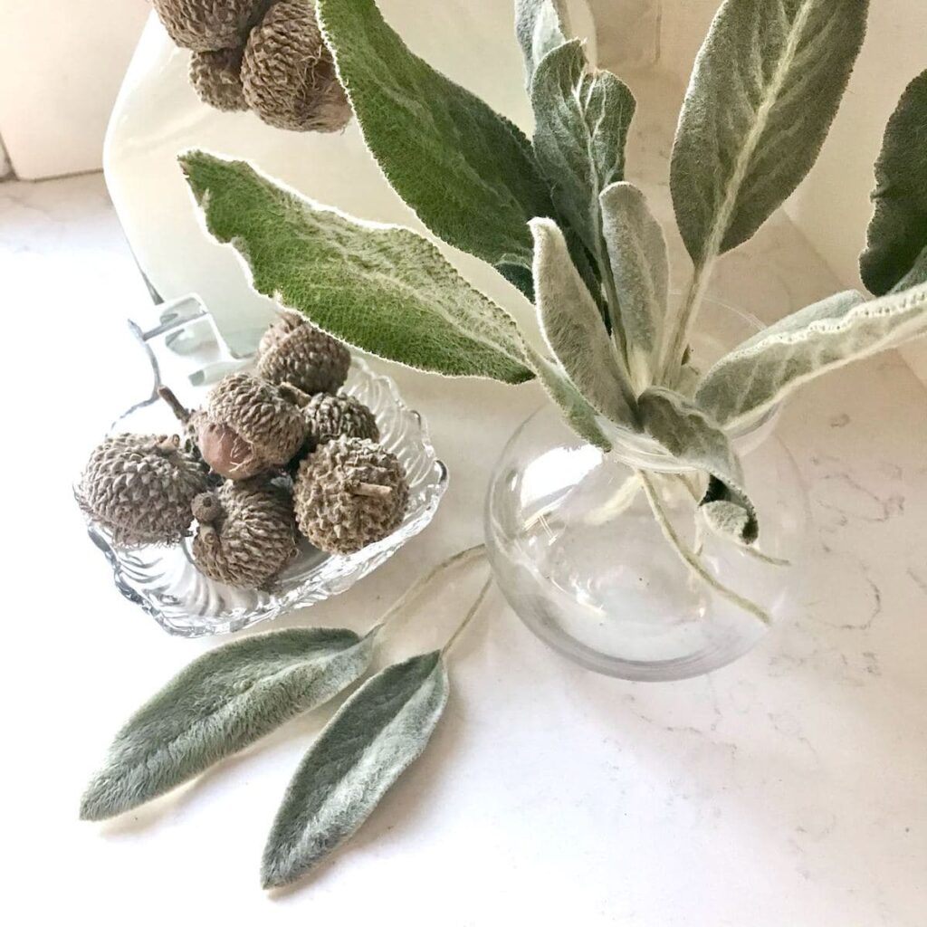 lambs ear in glass vase