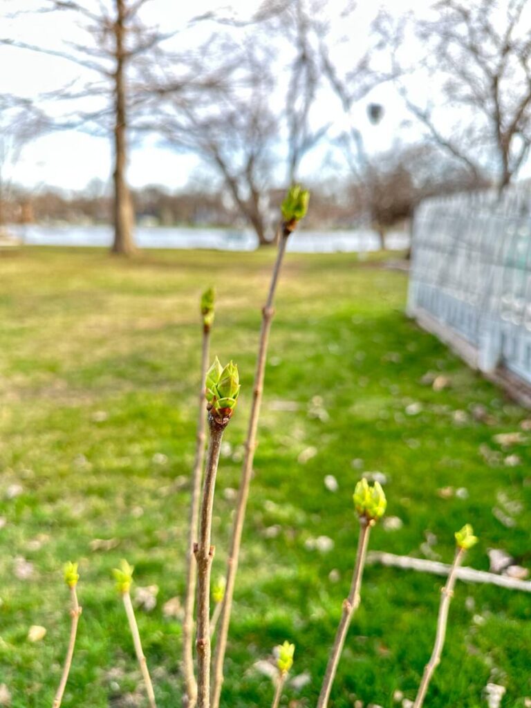 lilac bush beginning to bud