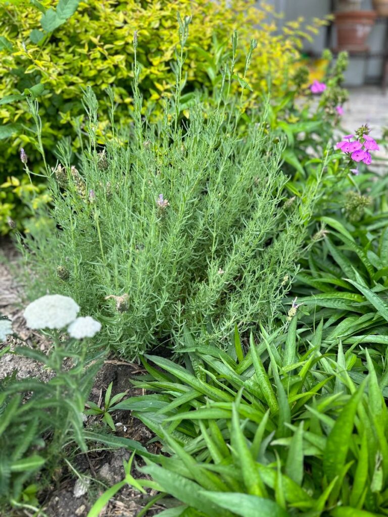 lavender plant