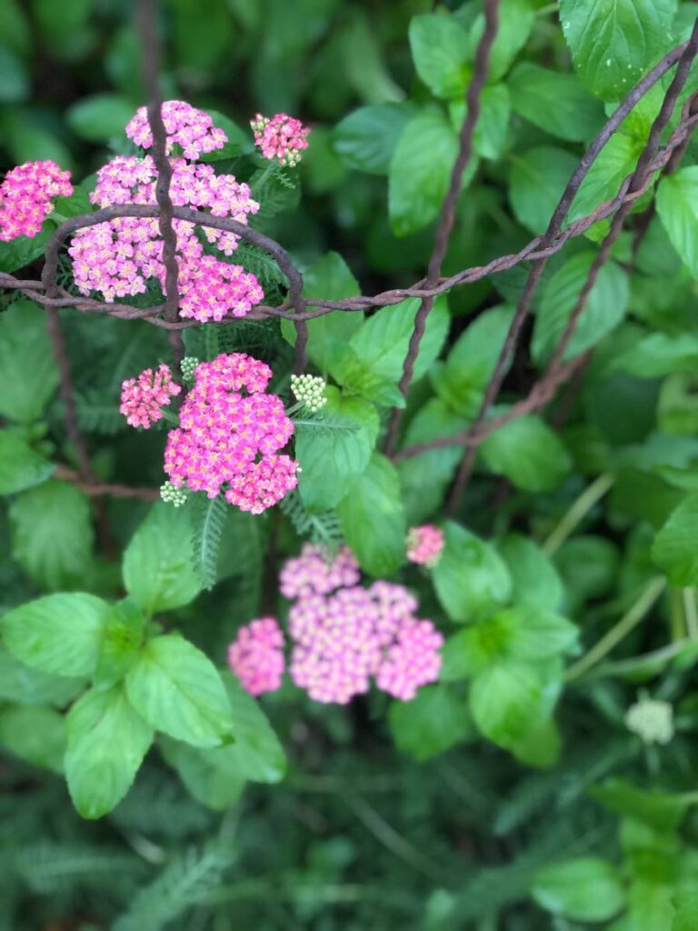 pink yarrow