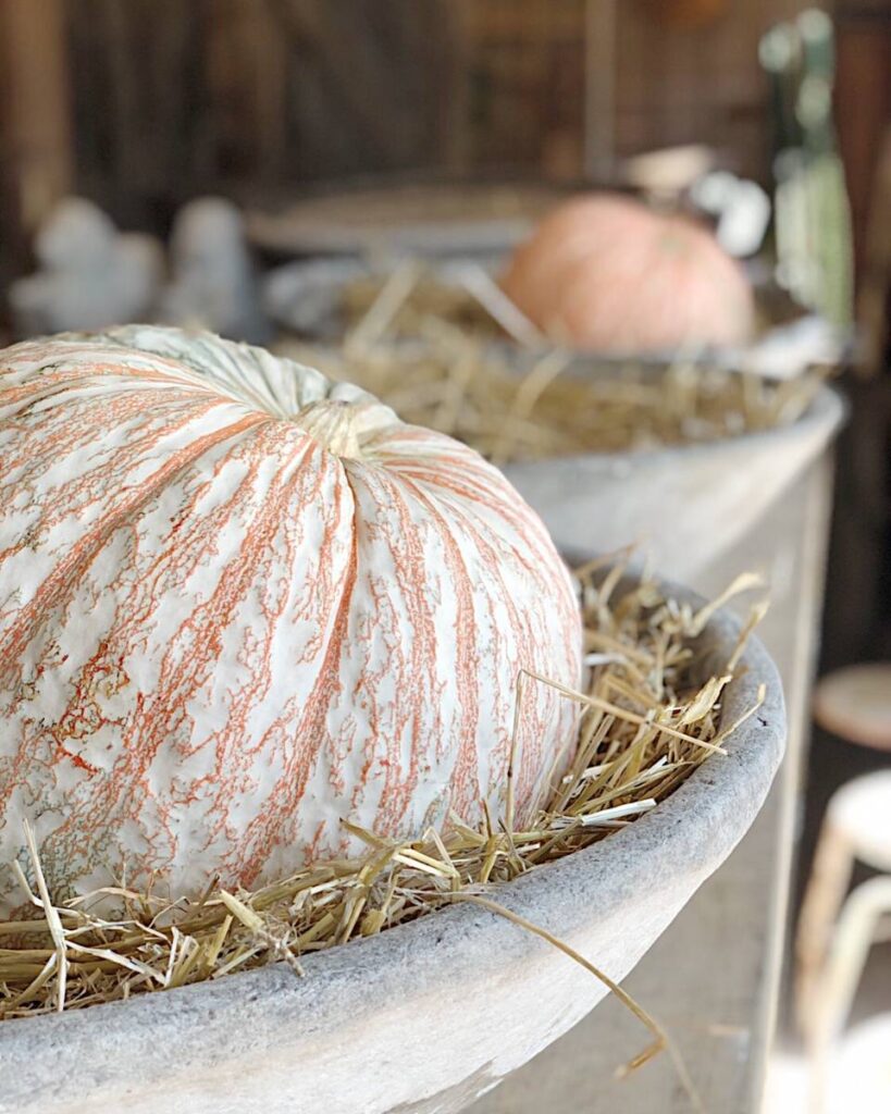 large orange and white stripe Cinderella pumpkin sitting on hay in large urn