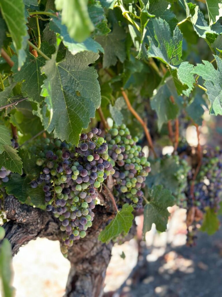 green and purple grape bunch on grapevine