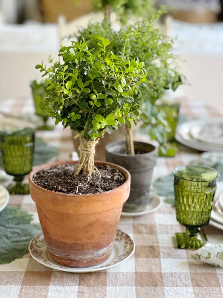 boxwood topiary in aged terra cotta pot