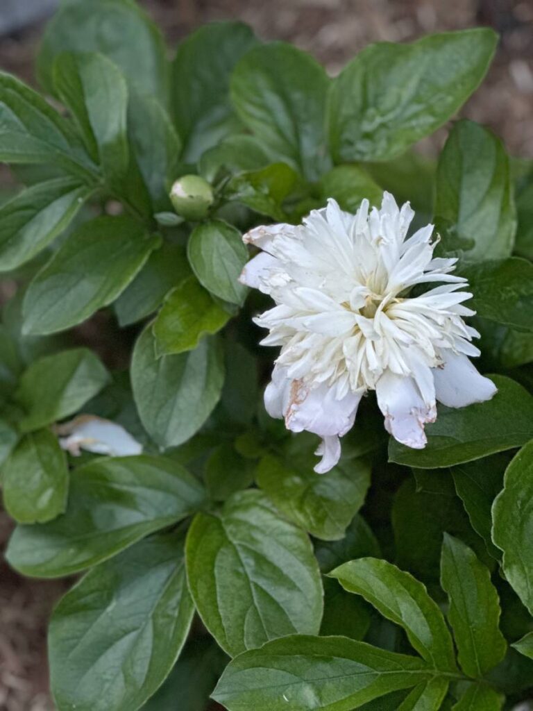 peony blossom