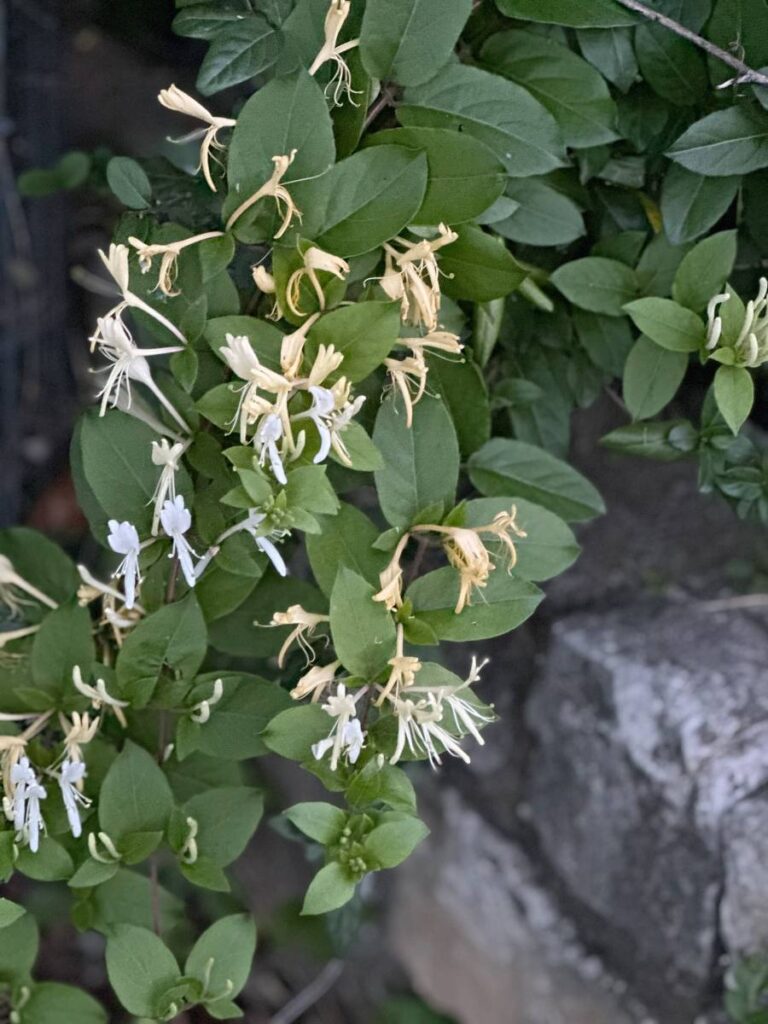 wild honeysuckle