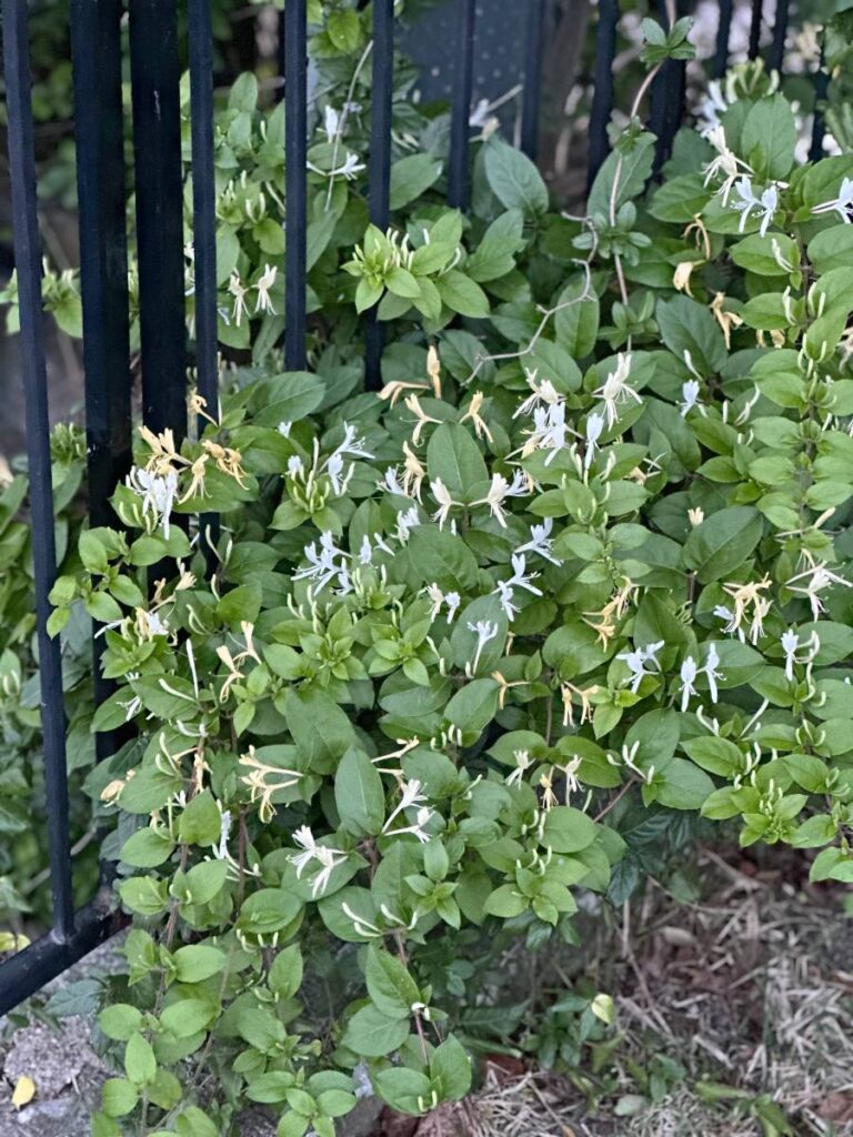 wild honeysuckle