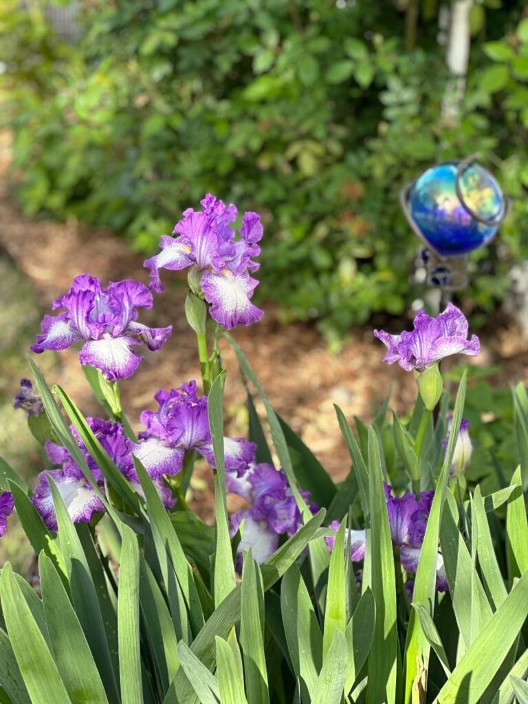 purple bearded Iris