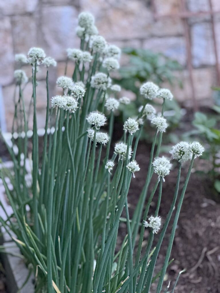 onion blooms