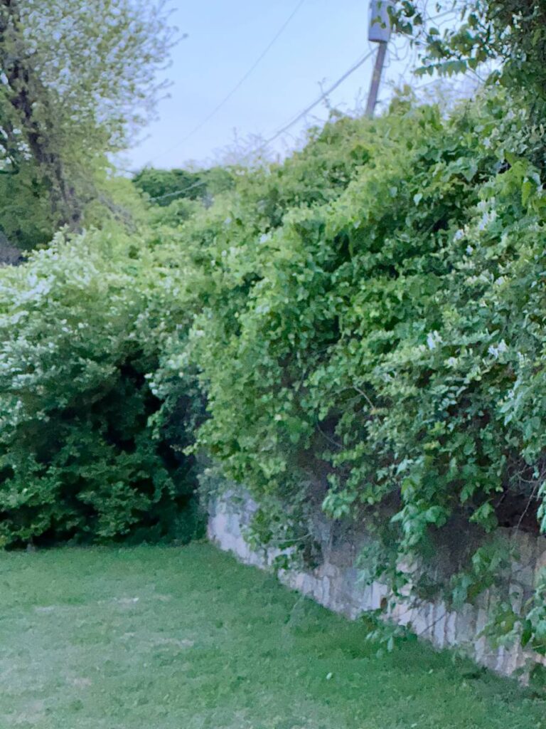 hedgerow of honeysuckle