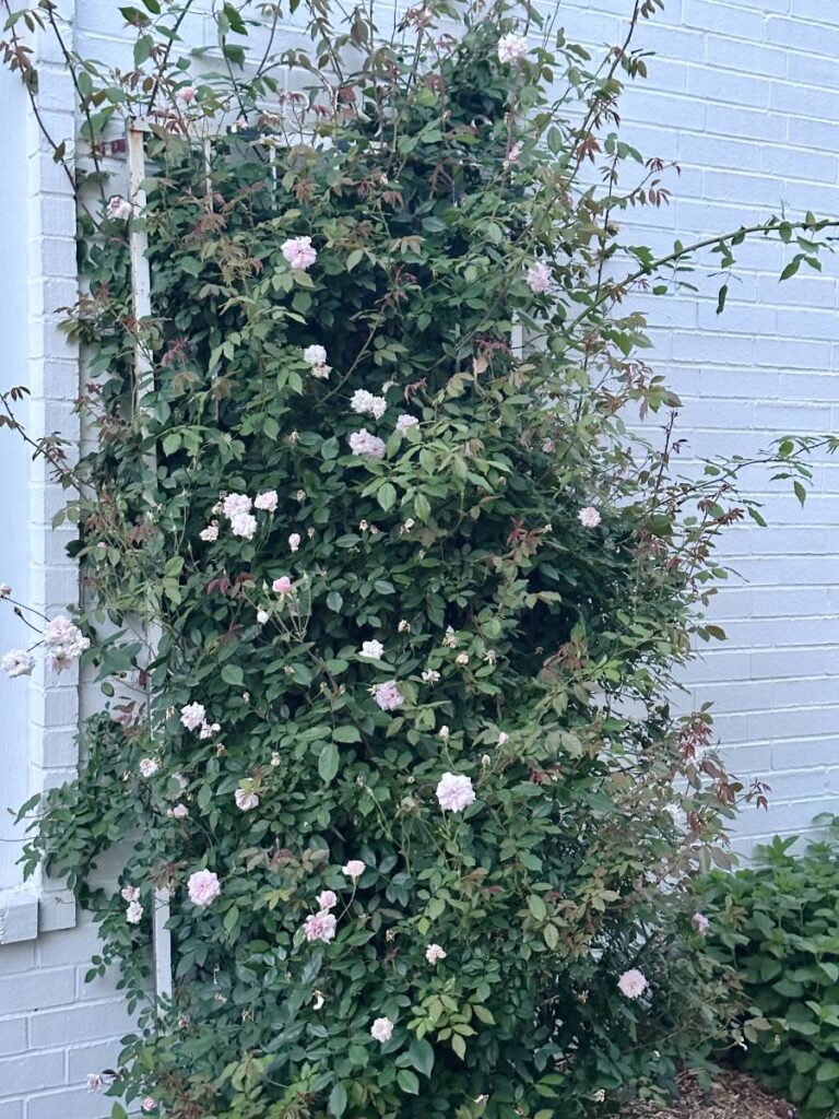 Cecile Bruner climbing rose