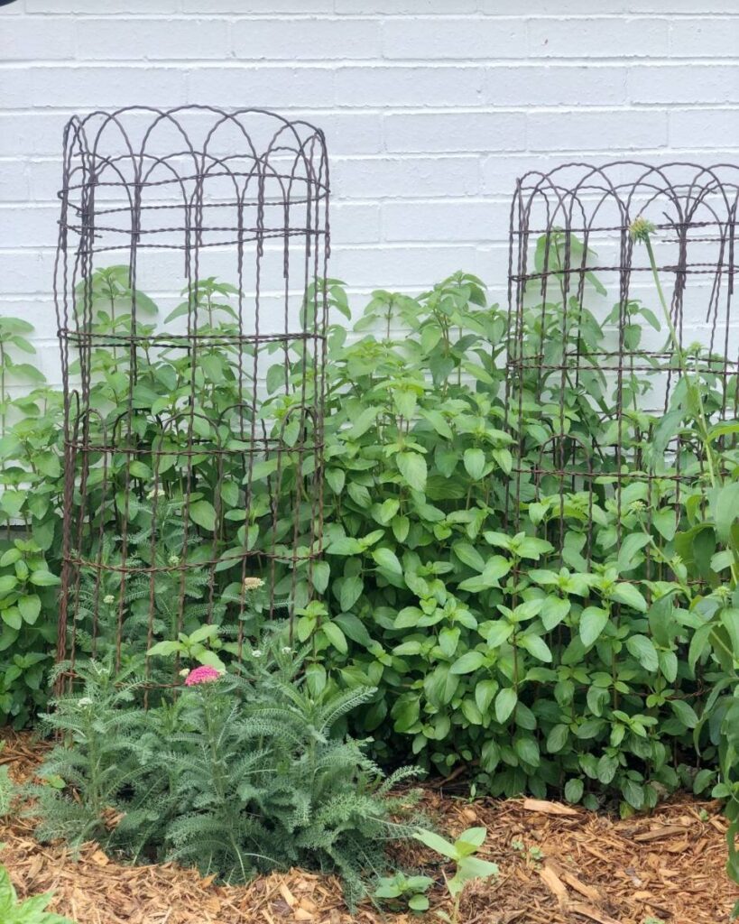 mint growing in garden