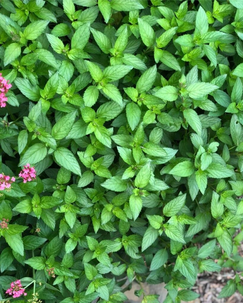 mint growing in garden