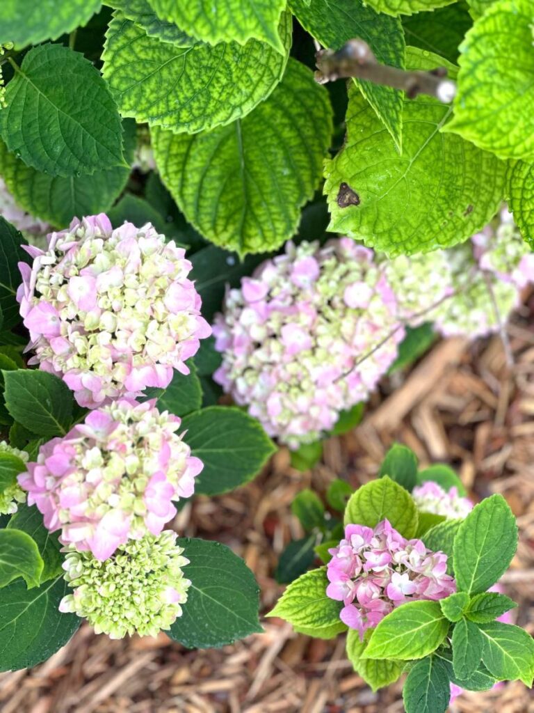 pink hydrangeas