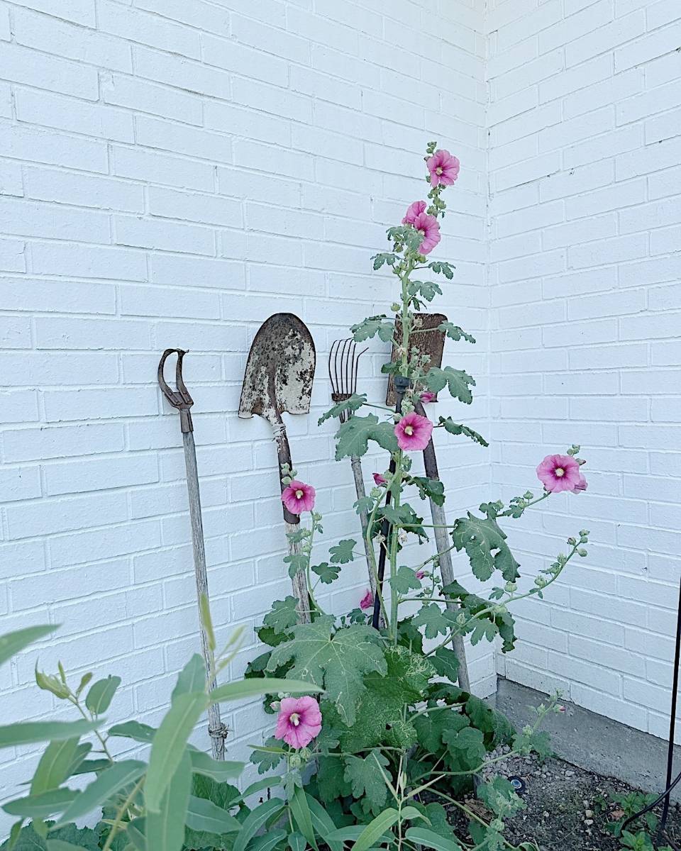 A white brick wall corner displays old gardening tools, including a shovel, rake, and hoe, propped up against it. Tall pink hollyhock flowers with green leaves grow in front of the tools, adding a touch of color to the rustic scene. The perfect spot to harvest and store these vibrant seeds.