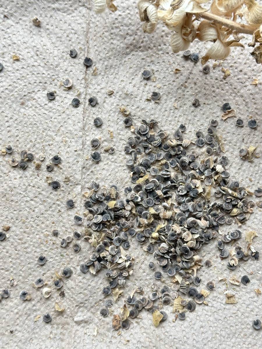 A cluster of dried poppy seeds is scattered on a textured paper towel, reminiscent of the careful harvest and store process. Some remnants of the poppy pods are visible, indicating the seeds were recently extracted. They are small, dark, and round in shape.