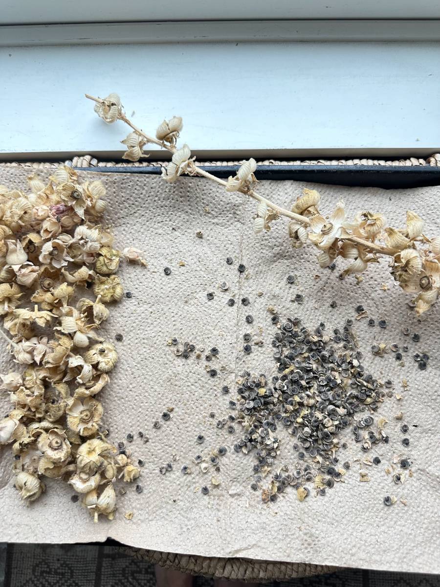 A sprig of dried seed pods is laid on a paper towel, scattering seeds and chaff. The black hollyhock seeds mix with dried debris, while the light brown, shriveled seed pods await sorting. This harvest setup appears to be on a windowsill, ready to store and share the cherished seeds.