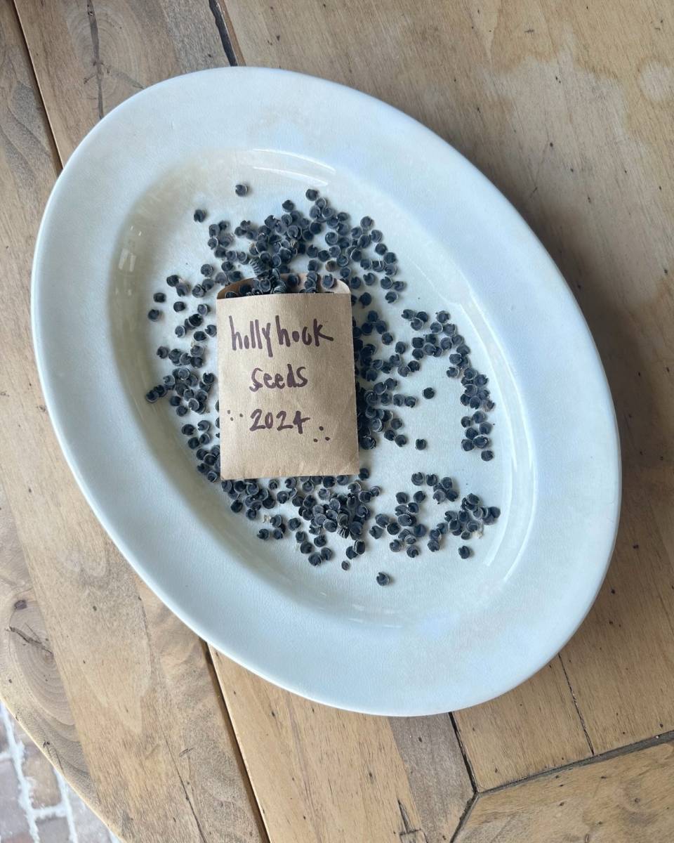 A white ceramic oval plate on a wooden surface holds a small brown envelope labeled "hollyhock seeds 2024," surrounded by scattered hollyhock seeds, ready to harvest, store, and share for future blooms.