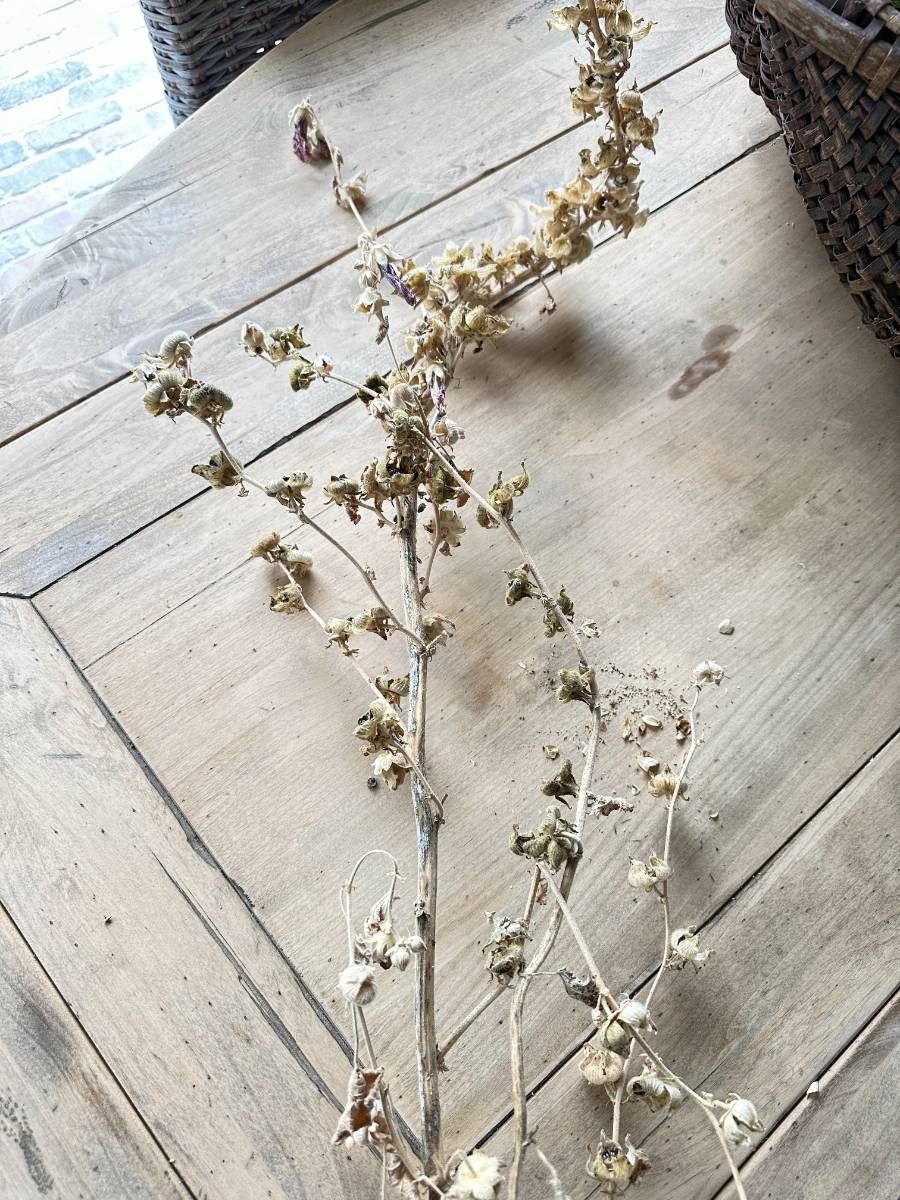 A dried hollyhock plant with small, shriveled leaves and flowers is laid out on a light wooden table. The plant appears brittle and sparse. In the background, a couple of woven baskets can be partially seen, perfect to store and share harvested seeds.