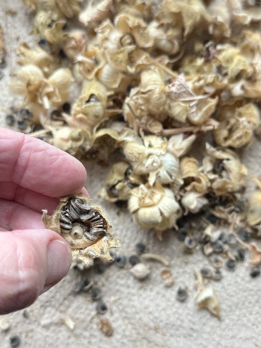 A hand holding a dried okra pod that has been split open to reveal seeds inside, ready to harvest and share. Surrounding the scene, more dried okra pods and scattered seeds lie on a light-colored surface, reminiscent of hollyhock seeds waiting to be stored for future planting.