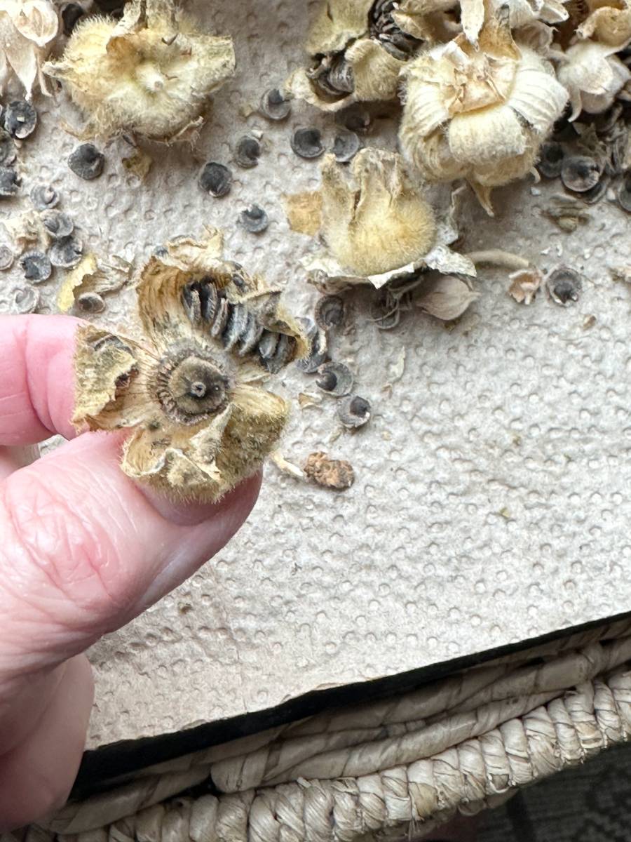 A close-up image of a hand holding a dried hollyhock seed pod with visible seeds. Several similar seed pods and loose seeds are scattered on a textured surface below. The person is inspecting the pod carefully, looking to harvest, store, and share hollyhock seeds.