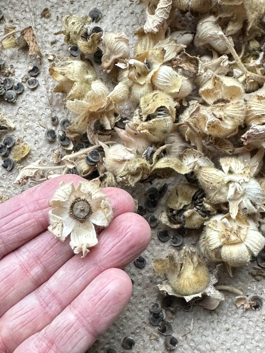 A close-up photo of a hand holding a dry hollyhock seed pod, surrounded by several similar dry seed pods and scattered seeds on a textured surface. The person's fingertips are visible, showcasing the intricate details of the dried hollyhock seed pod—perfect to harvest, store, and share.