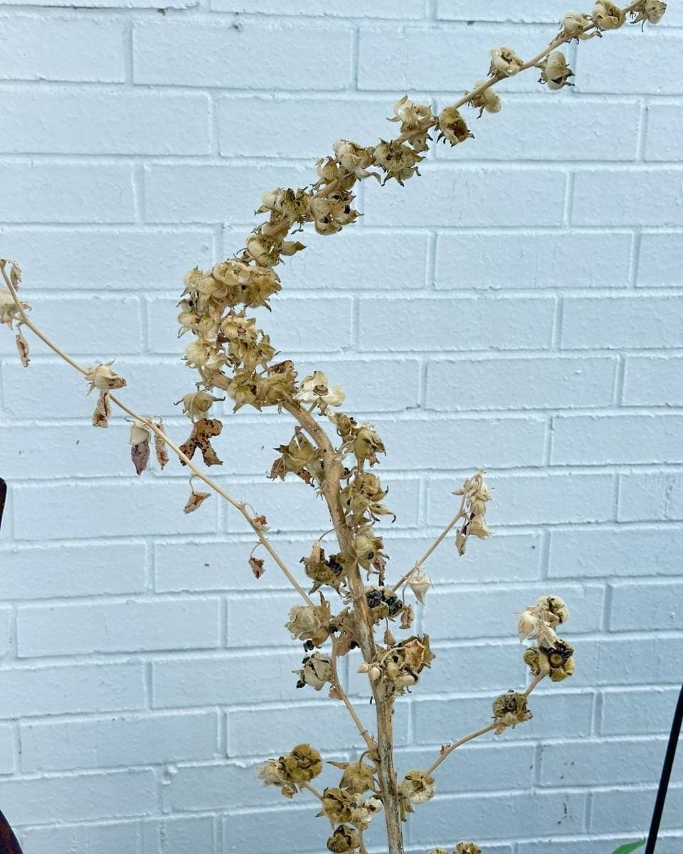 A withered hollyhock plant with numerous dried leaves and seed pods on a long stem is shown against a white brick background. The plant appears dry and lifeless, ready to harvest, store, and share the seeds.