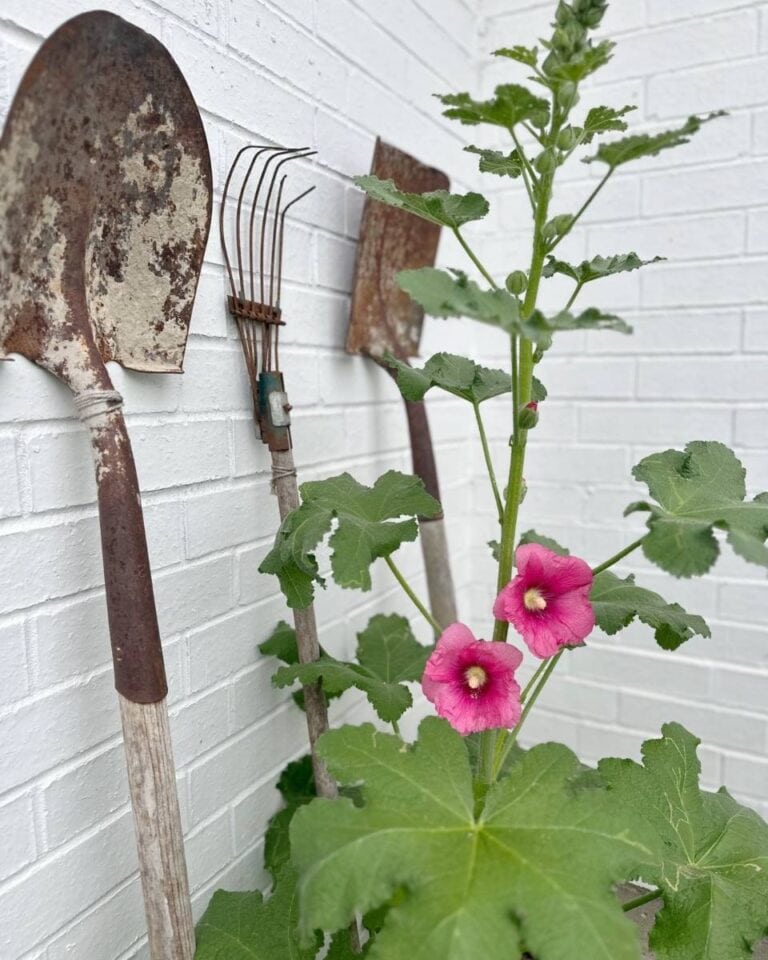 A garden scene with a rusty shovel, rake, and hoe leaning against a white brick wall. In the foreground, a tall plant with green leaves and two blooming pink hollyhock flowers adds a touch of color to the rustic arrangement—a perfect spot to store and share harvest seeds.