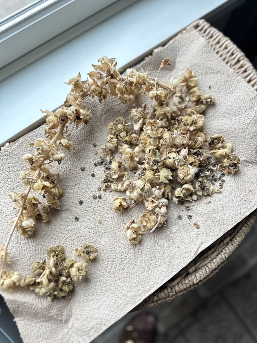 A cotton cloth laid on a basket, holding a cluster of dried flowers and loose seeds. The setup is placed by a window, allowing light to softly illuminate the arrangement—perfect for those looking to store and share hollyhock seeds from their harvest.