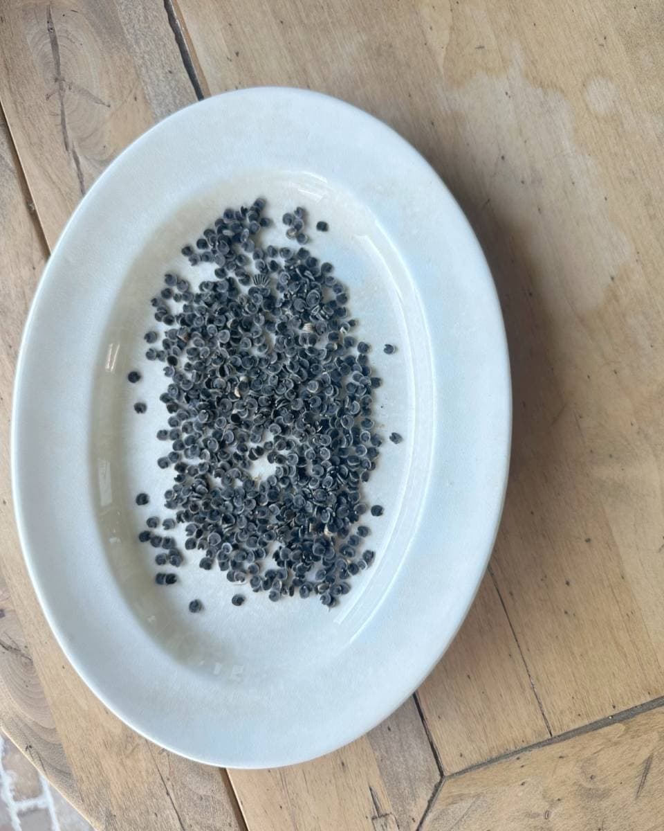 A white plate on a wooden surface holds a pile of small, dark gray or black seeds. The seeds are scattered slightly, covering a portion of the plate's center. The wooden surface has a worn, rustic appearance with visible grain and knots—perfect for showcasing your harvest of hollyhock seeds to store and share.