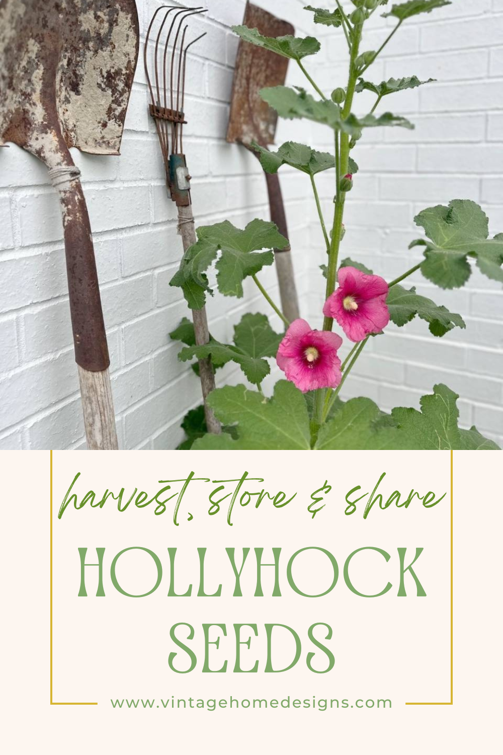 A garden scene with a rusty shovel, rake, and hoe leaning against a white brick wall. In the foreground, a tall plant with green leaves and two blooming pink hollyhock flowers adds a touch of color to the rustic arrangement—a perfect spot to store and share harvest seeds.