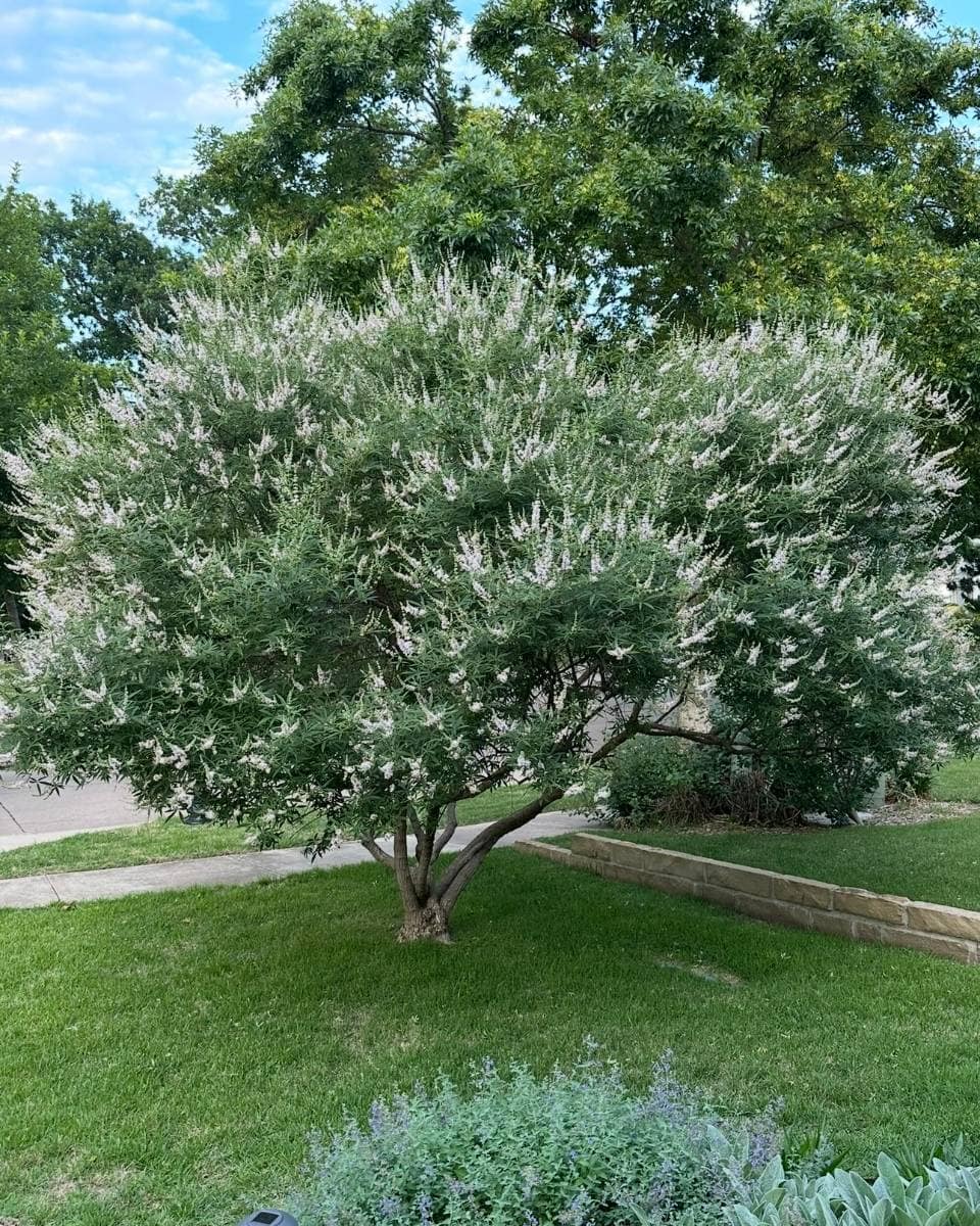 A small tree with multiple trunks and dense green foliage covered in pale lavender or white flowers stands in a grassy yard near a stone-bordered flower bed, creating a charming focal point for Outdoor Spaces on your Summer Home Tour.