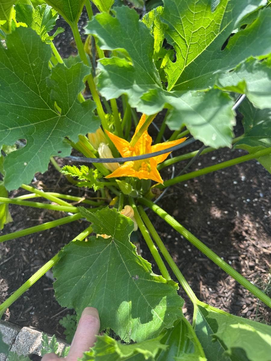 A close-up of a zucchini plant with large green leaves and a bright yellow-orange flower blooming in the center, thriving in dark soil. Perfect for Outdoor Spaces, a person’s finger touches the leaf's edge in the lower part of the image.